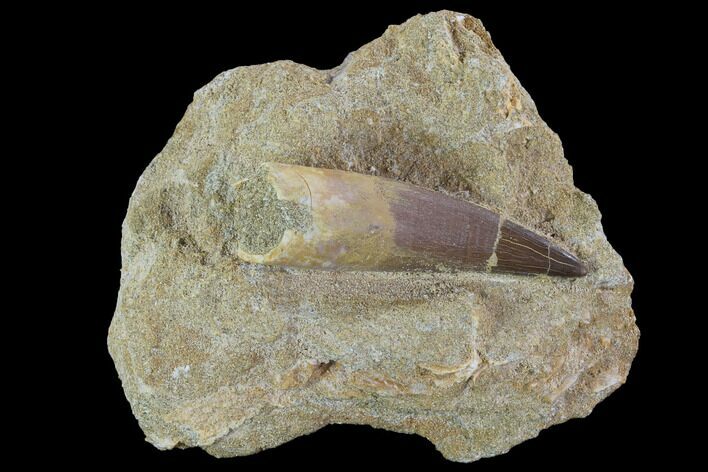 Fossil Plesiosaur (Zarafasaura) Tooth In Rock - Morocco #95104